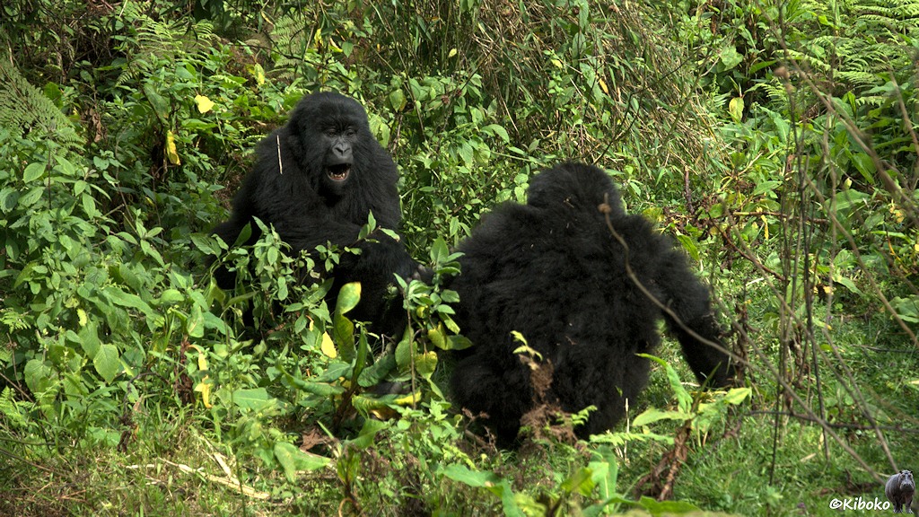 Das Bild zeigt zwei junge Gorillas, die sich gegenüberstehen und fangen spielen. Einer zeigt die Zähne.