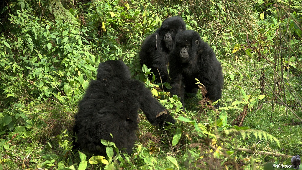 Das Bild zeigt drei junge Gorillas beim fangenspiel. Ein Gorilla steht zwei anderen gegenüber. Drumherum sind Schlingpflanzen.
