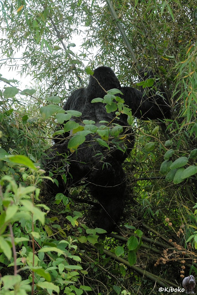 Das Bild zeigt einen stehenden Gorillasilberrücken von hinten. Er steht auf umgedrückten Bambusrohren und hält sich mit den Händen an weiteren Bambusrohren fest.