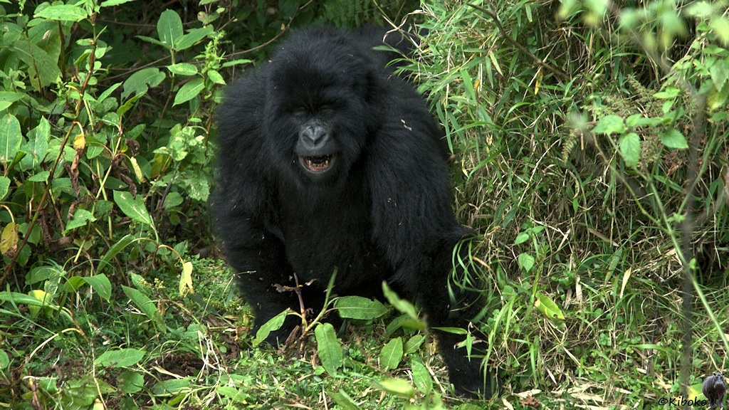 Das Bild zeigt einen jungen Gorilla zwischen Grünpflanzen. Der Mund ist offen. Er zeigt die Zähne und provoziert zum Spiel.
