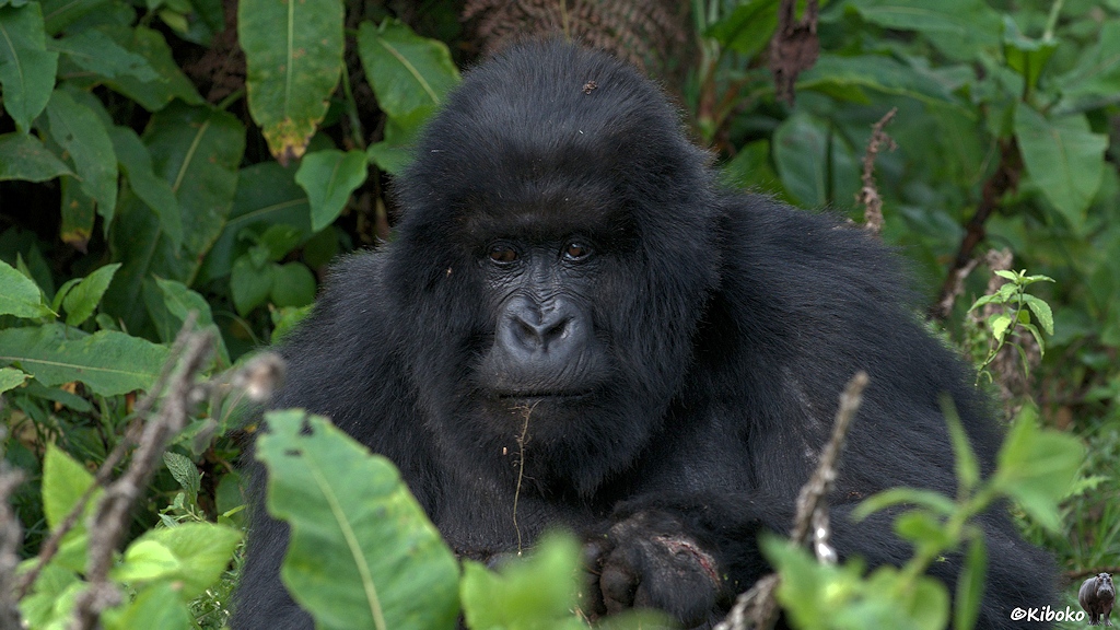 Das Bild zeigt das Porträt einer Gorilladame zwischen Blättern, der eine Wurzelfaser aus dem Mund hängt.
