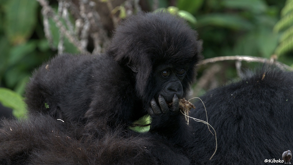 Das Bild zeigt einen kleinen Gorilla der mit allen vieren auf dem Rücken seiner Mama steht. Er hält sich Wurzeln vor dem Mund.
