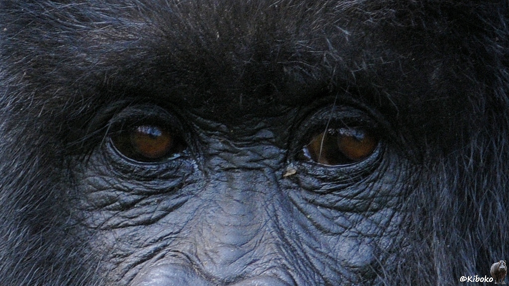 Das Bild zeigt einen Auschnitt eines Gorillagesichts mit den Augen.