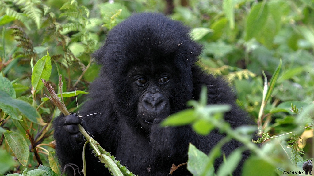 Das Bild zeigt den Oberkörper eines jungen Gorillas, der zwischen hohen Pflanzen sitzt. In einer Hand hält er eine herausgerissene Pflanze mit der Wurzel nach oben. Die andere Hand hat er am Mund.