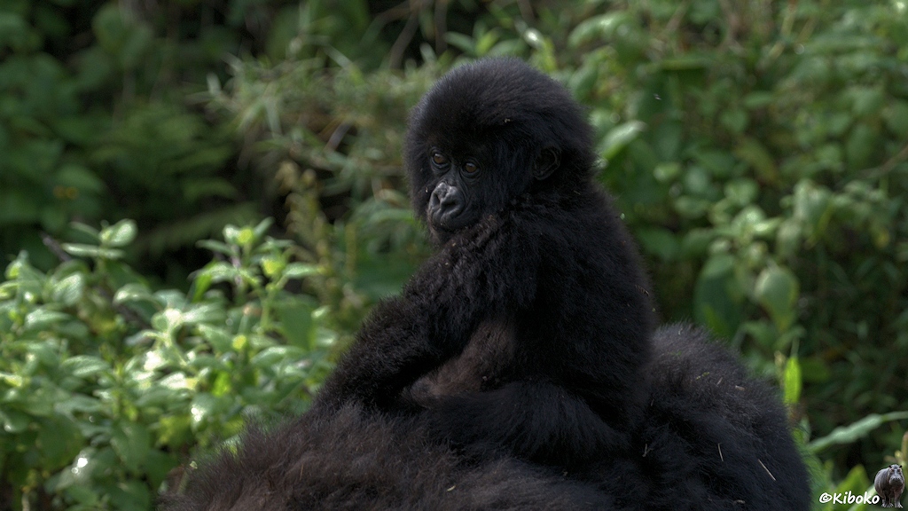 Das Bild zeigt einen kleinen Gorilla, der auf dem Rücken seiner Mama sitzt und über die Schulter in die Kamera schaut.