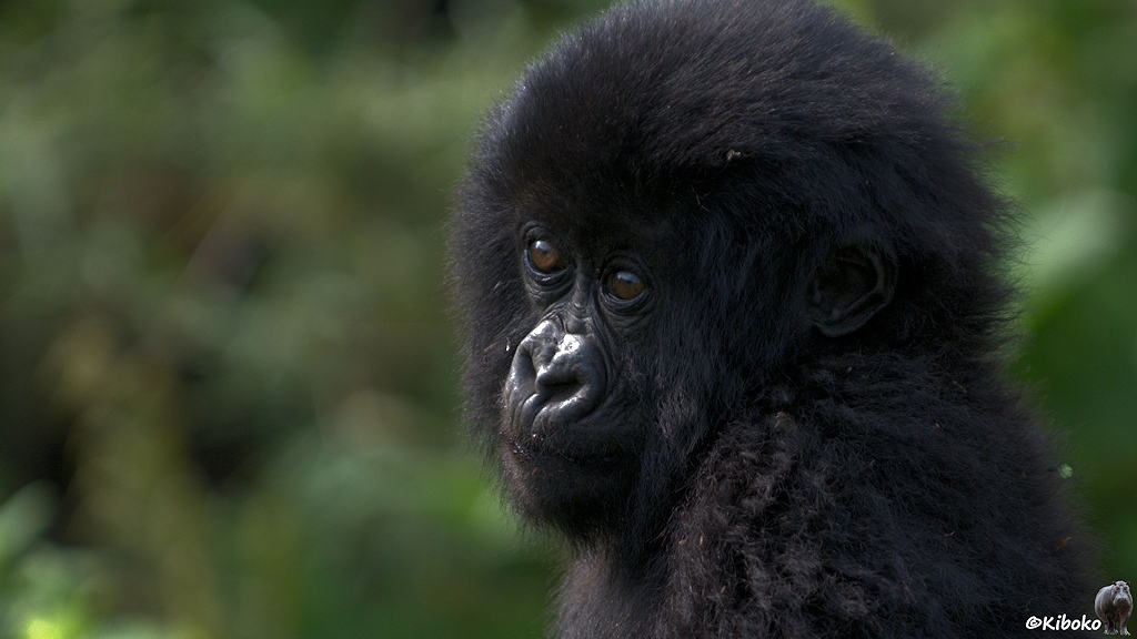 Das Bild zeigt das Porträt eines kleinen Gorillas beim Blick über die Schulter.