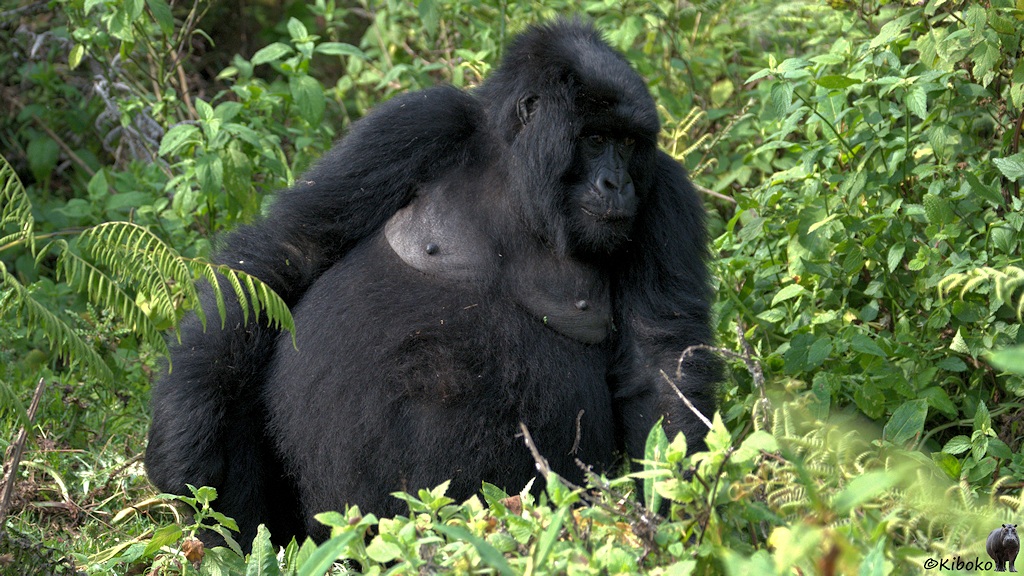 Das Bild zeigt eine leicht seitwärts geneigte Gorilladame, die im Sonnenlicht auf einer Lichtungs sitzt.