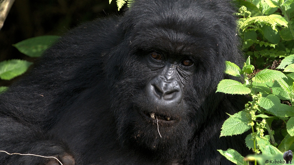 Das Bild zeigt das Porträt einer Gorilladame. Ein kleines Stück Wurzel hängt aus dem Mund heraus. In der Hand hält sie eine weitere Wurzel.