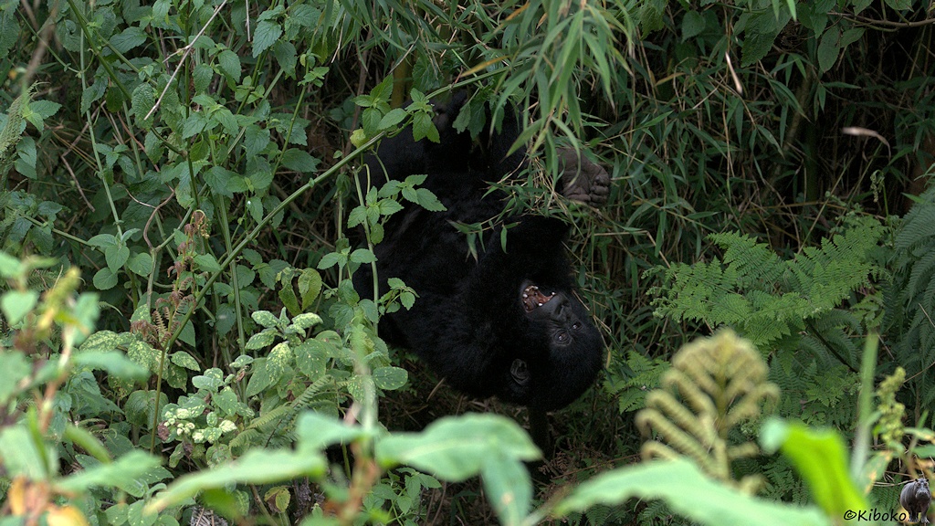 Das Bild zeigt einen jungen Gorilla, der mit dem Kopf nach unten an einer Liane im Bambusgestrüpp hängt. Der Mund sit wei aufgerissen.