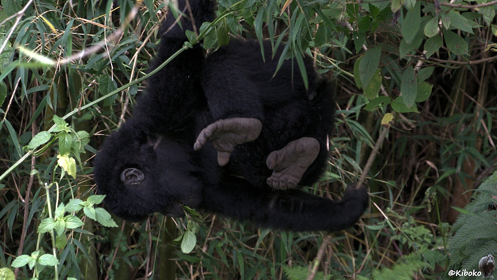 Das Bild zeigt einen jungen Gorilla, der mit einem Arm an einer Liane hängt. Die Füße baumeln frei. Der Kopf schaut nach unten.