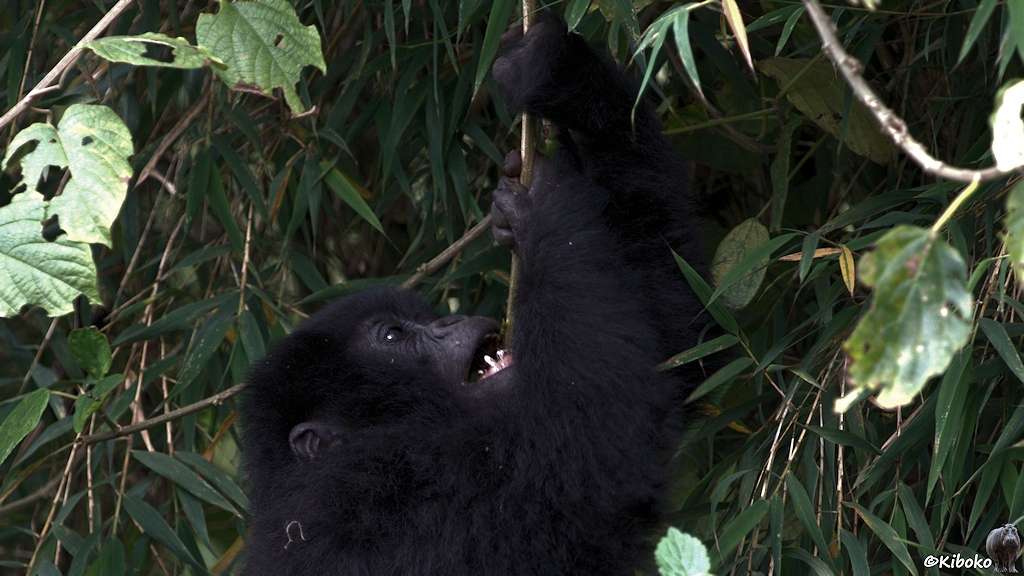 Das Bild zeigt das Porträt eines jungen Gorillas, wie er eine Liane durchbeißt an der er hängt.