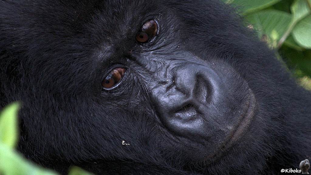 Das Bild zeigt das sehr eng beschnittene Porträt einer Gorilladame. Das Gesicht ist Diagonal auf dem Bild.