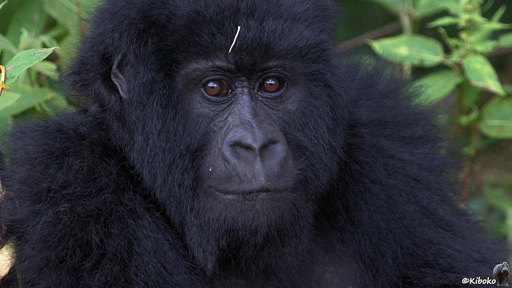 Das Bild zeigt einen jungen Gorilla mit einem Stück Wurzel auf der Stirn.