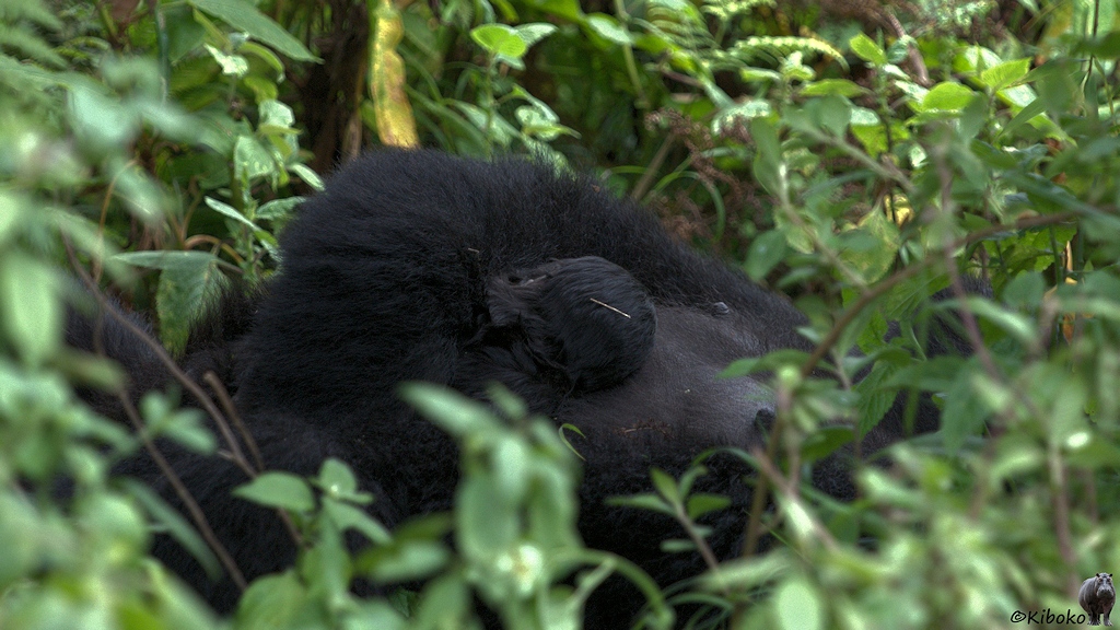 Das Bild zeigt zeigt ein Gorillamutter die mit dem Rücken versteckt zwischen Schlingpflanzen liegt. Auf dem Bauch beschützt sie ein Gorillababy mit dem Arm.