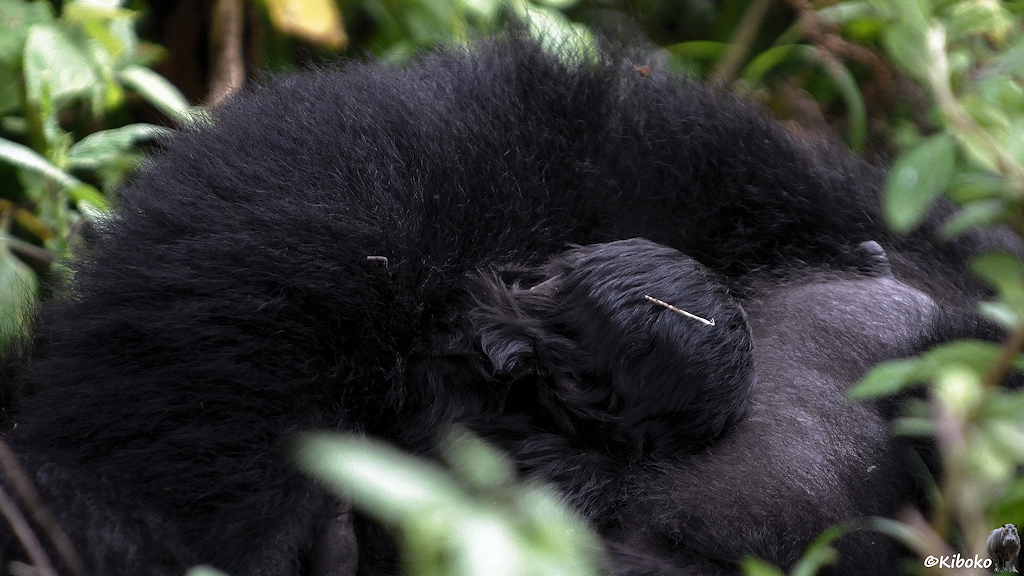 Das Bild zeigt den abgewandten Kopf eines Gorillababys auf der Brust eine der Gorillamama. Der Arm der Mutter umschliesst das Baby und hält es fest.