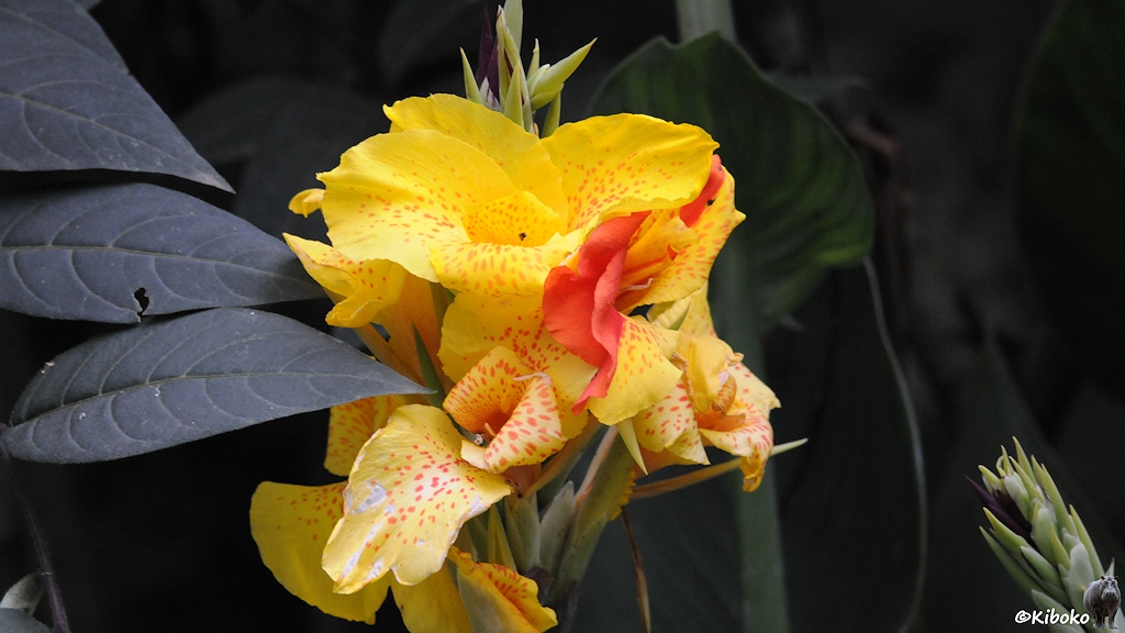 Das Bild zeigt eine Blume mit gelben, gelben mit roten Sprenkeln und roten Blüenblättern.