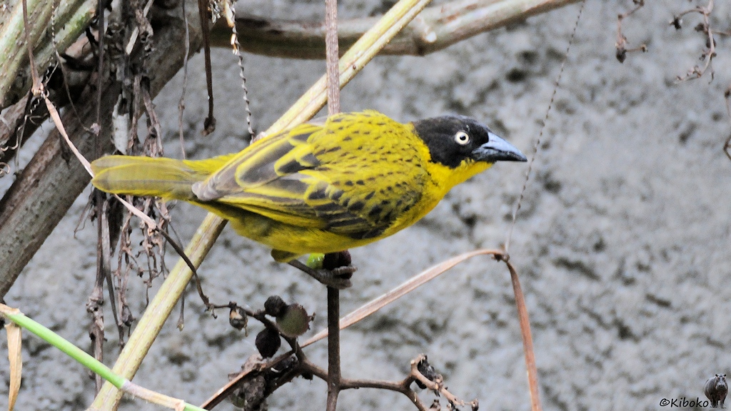 Das Bild zeigt einen kleinen gelben Vogel mit gelb-schwarz gemusterten Flügelfedern. Der Kopf ist im oberen Teil schwarz. Der schwarze Schnebel ist spitz, kurz und sehr massiv.