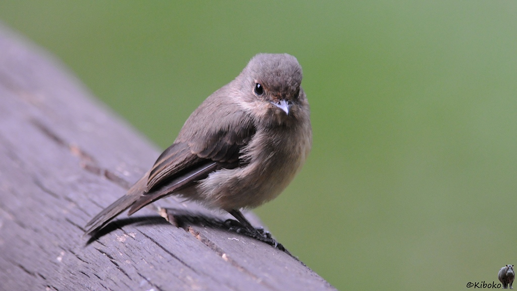 Das Bild zeigt einen kleinen graubraunen Vogel mit gräulicher Kappe und hellbraunem Bauch und kurzen, spitzen Schnabel. Die Statur ähnelt einem Rotkehlchen.