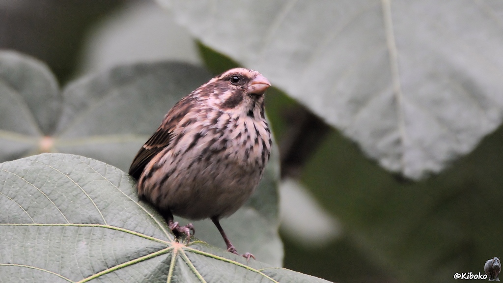 Das Bild zeigt einen braunen Vogel mit schwarz-beige gestreifter Brust, beigem Bauch und einem kurzen, massiven rosafarbenen Schnabel.