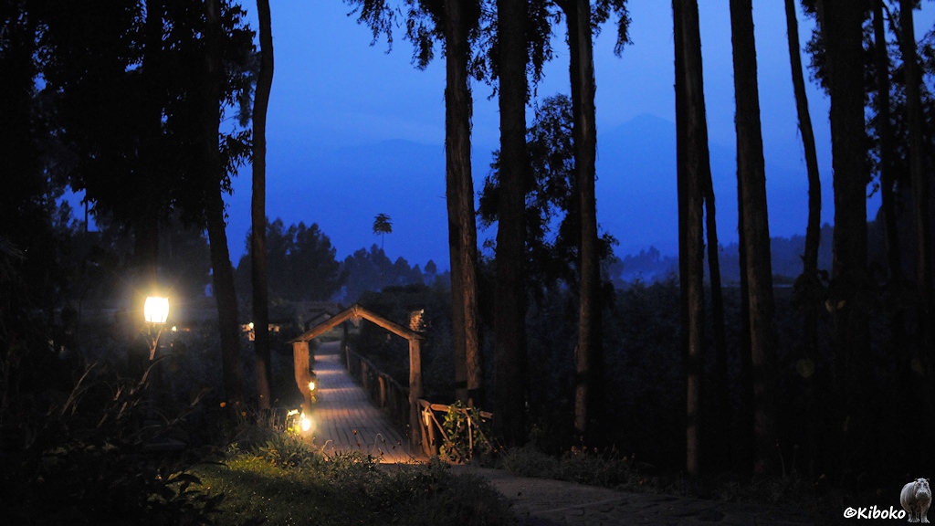 Das Bild zeigt einen Zugang mit Torbogen. Der Weg wird mit Laternen beleuchtet. Zwischen den Stämmen der hohen Bäume sind die Virunga Vulkane zur blauen Stunde schememhaft sichtbar.