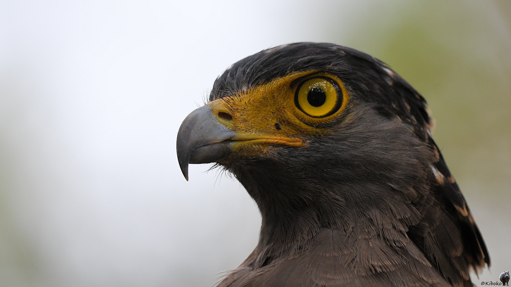Porträt von der Seite eines dunkelbraunen Raubvogels mit gelbem Augen, spitzen grauen Hakenschnable.