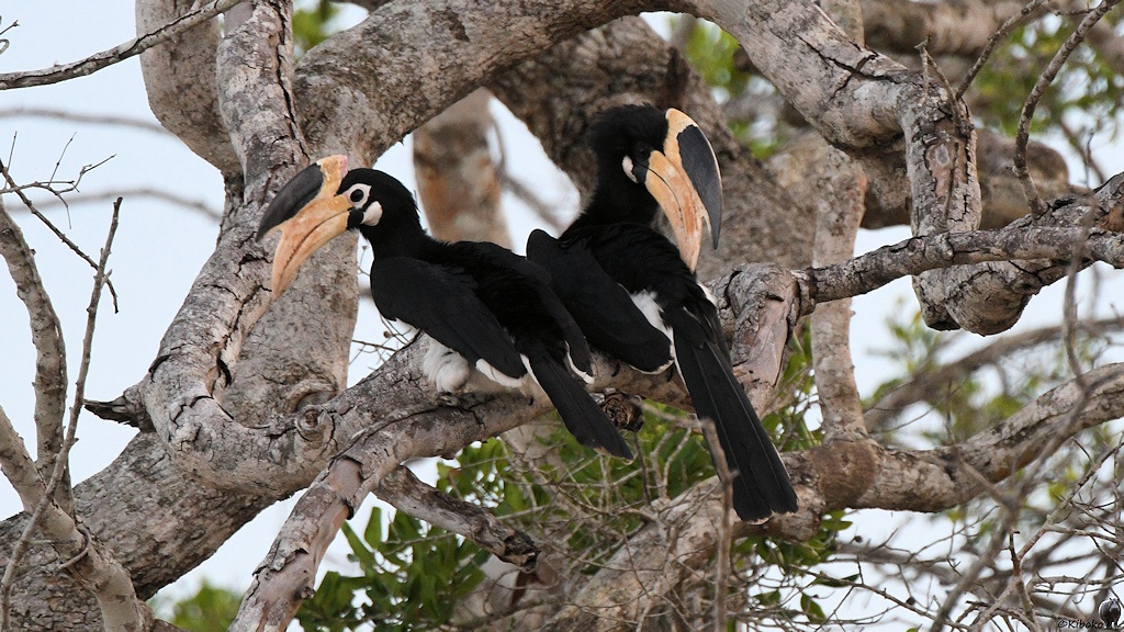 Zwei große schwarze Vögel mit langen, massiven, beigefarbenen Schnabel sitzen zwischen Ästen in einem Baum.