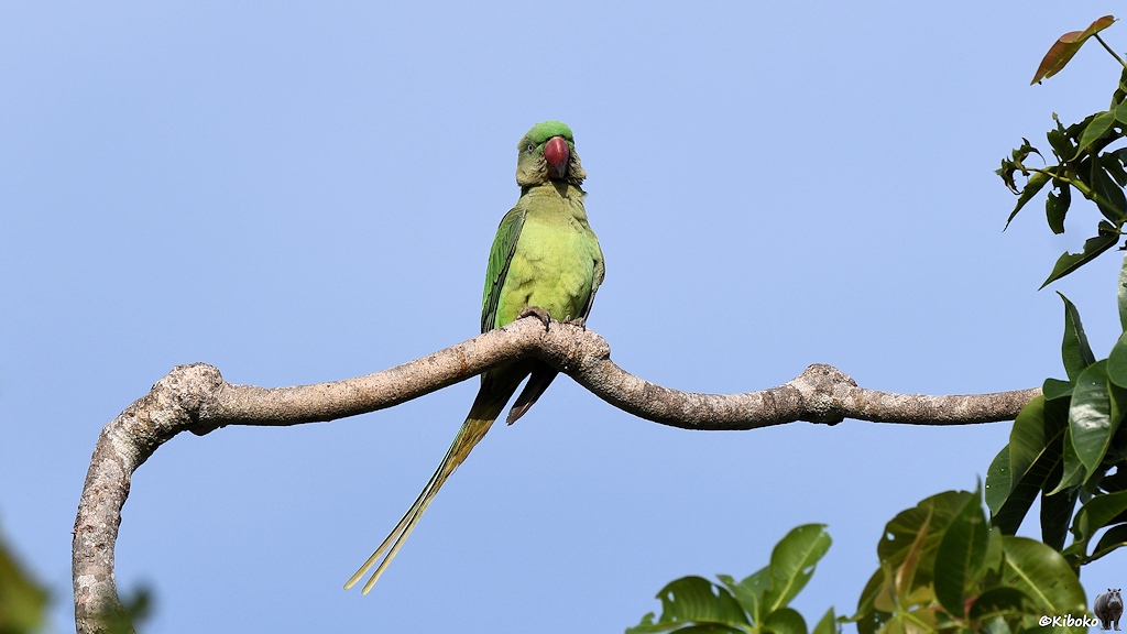 Das Bild zeigt einen grünen Papagei mit rotem Schnabel auf einem Waagerechten Ast sitzen.