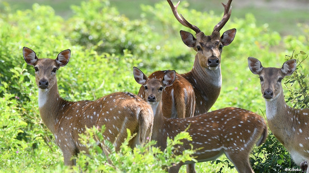 Das Bild zeigt eine Familie Axihirsche, drei Weibchen und ein Weibchen. Alle vier schauen in die Kamera. Die Hirsche haben ein braunes Fell mit weißen Punkten.