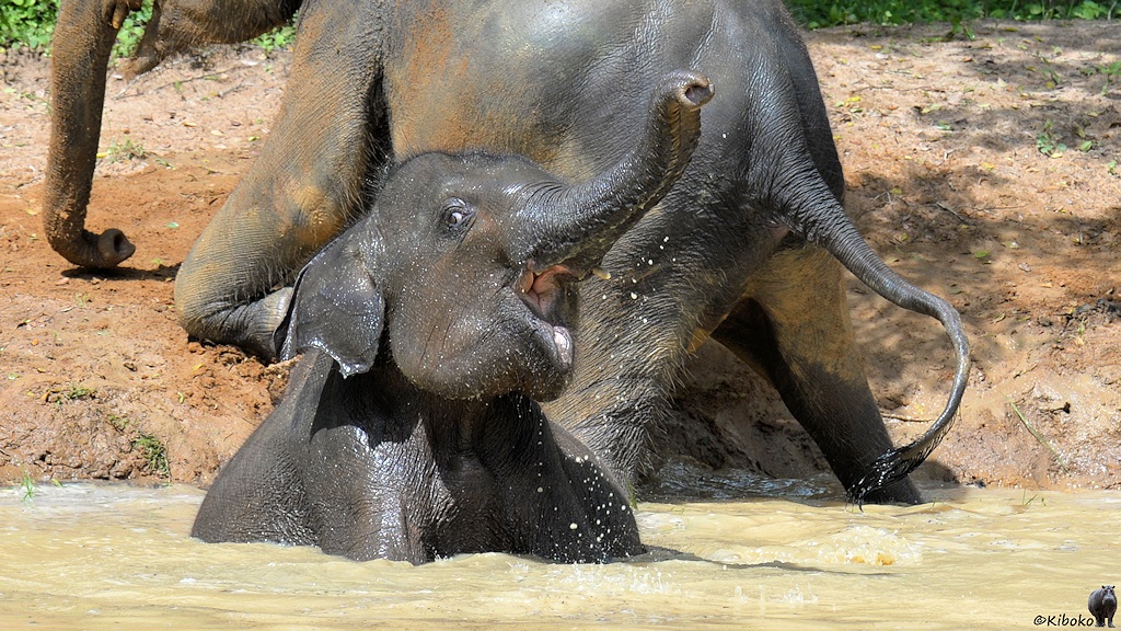 Das Bild zeigt einen kleinen Elefanten beim Baden. Die Augen sind weit aufgerissen. Der Mund ist geöffnet. Der Rüssel ist nach oben gestreckt. Das Wasser spritzt. Der kleine Elefant hat Spaß.