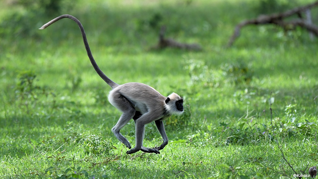 Das Bild zeigt einen grauen Affen mit schwarzem Gesicht, weißem Bartfell und einen langen dünnen Schwanz im vollen Lauf mit allen Beinen in der Luft auf einer Wiese.