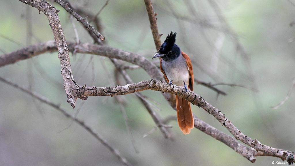 Das Bild zeigt einen rotbraunen Vogel mit schwarzem Kopf und weißem Bauch in einem trockenen Baum sitzen.