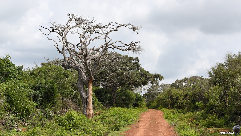 Das Bild zeigt einen rotbraunen Schotterweg, der gerade in einen Wald führt. Am linken Straßenrand steht ein toter Baum mit verdrehten Doppelstamm.