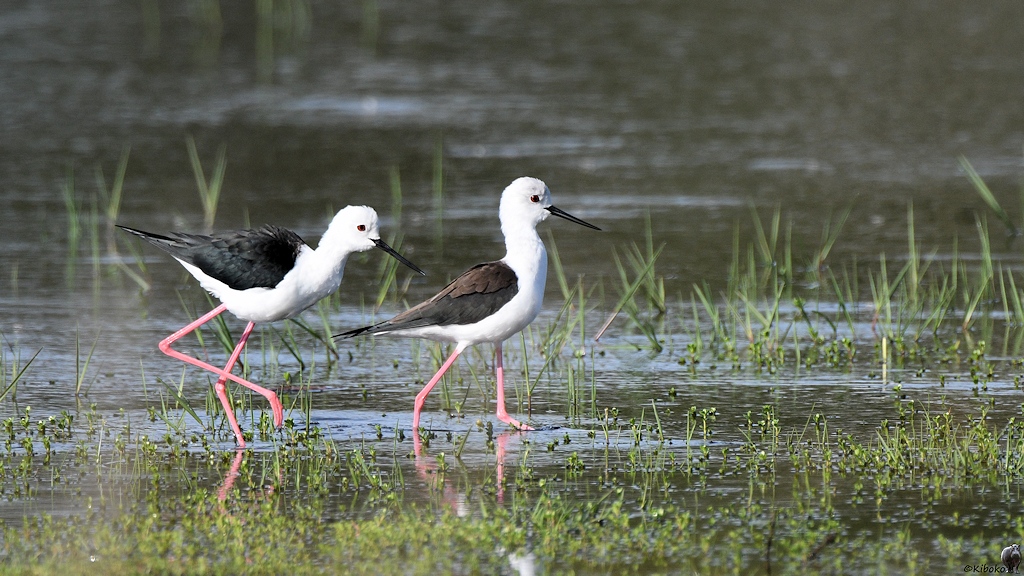 Zwei weißes Vögel mit langen rosafarbenen Beinen, schwarzen Flügeln und langen spitzen Schnabel stolzieren durch flaches Wasser am Seeufer.