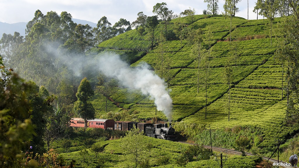 Dampfzug zwischen Teeplantagen