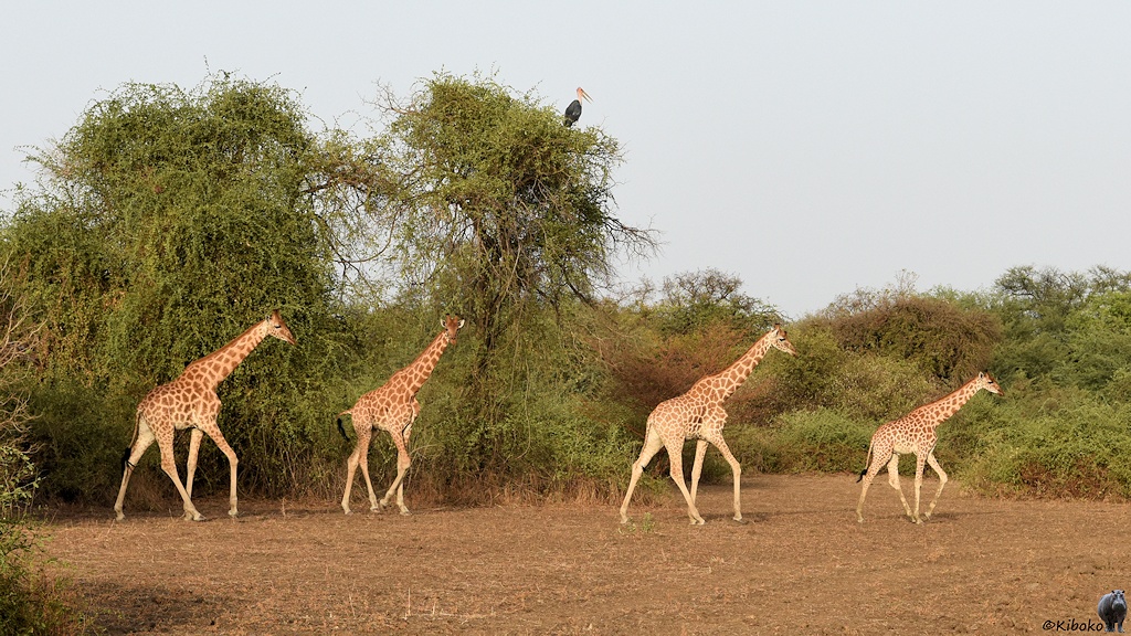 Vier Giraffen laufen im gleichen Abstand durch das Bild