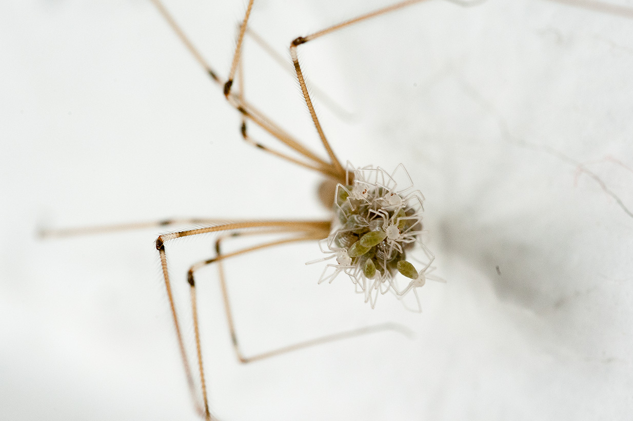 Spinnenschlupf-11.jpg